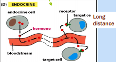 Rapid responses to steroid hormones 2013